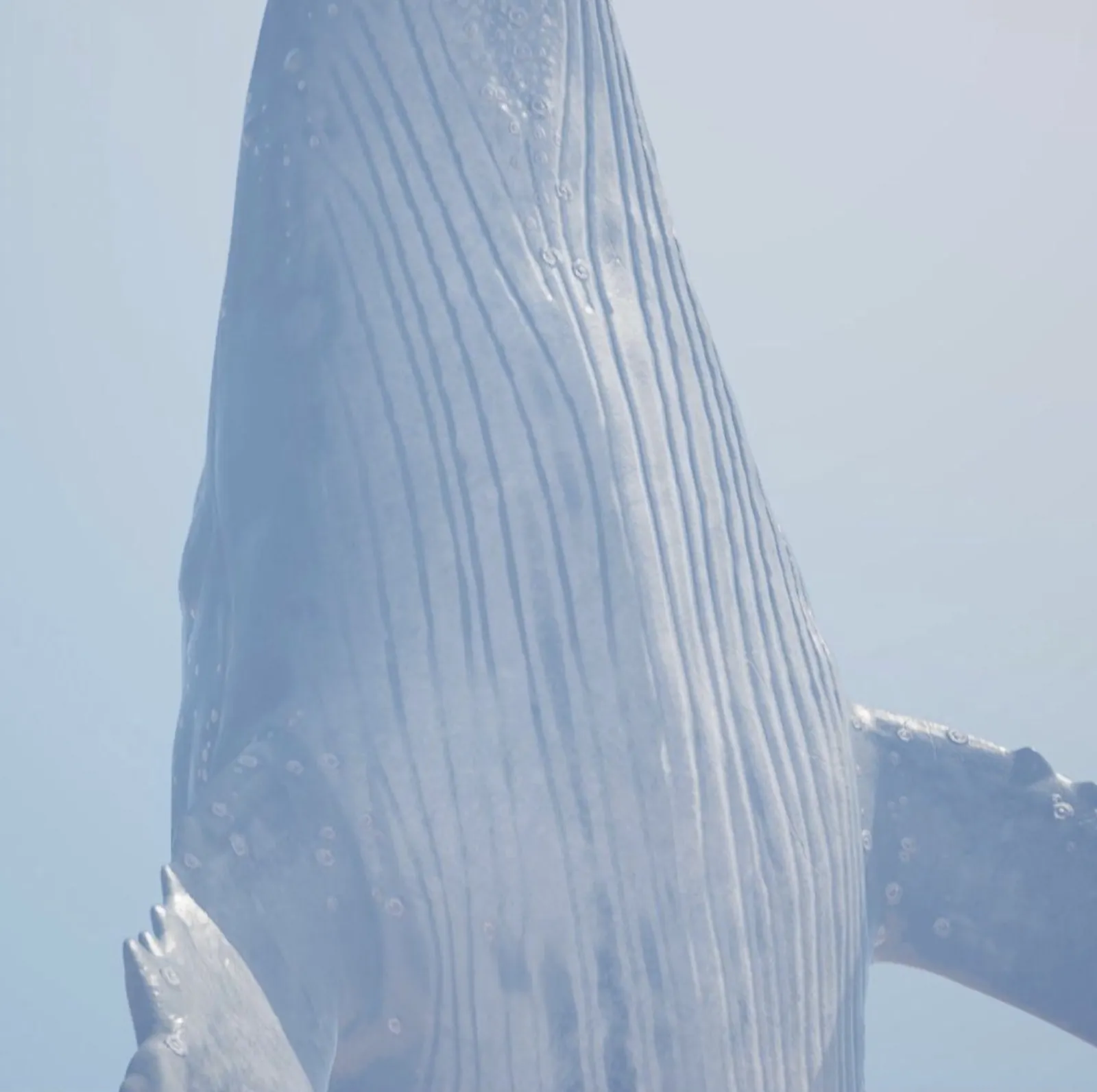 Still from In the Wake of the Whale